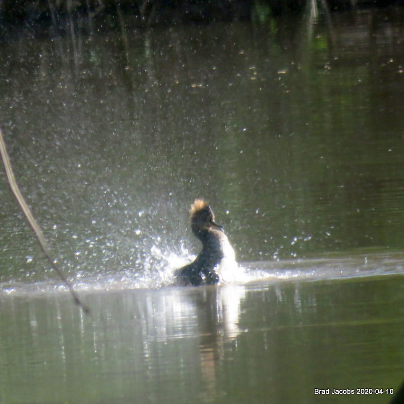 Hooded Merganser - ML222906861
