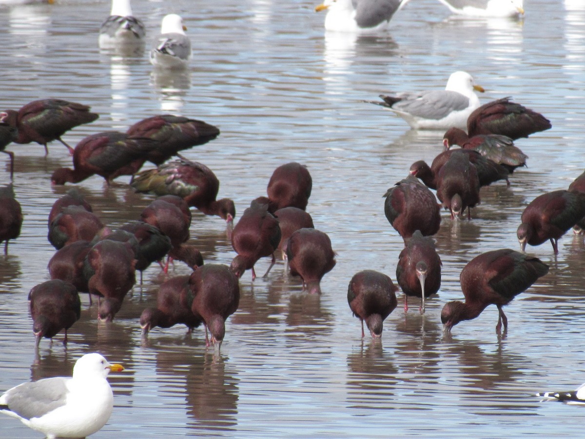 Ibis à face blanche - ML222907511