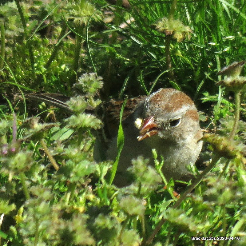 Field Sparrow - ML222907891