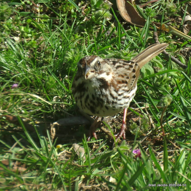 Song Sparrow - ML222908281