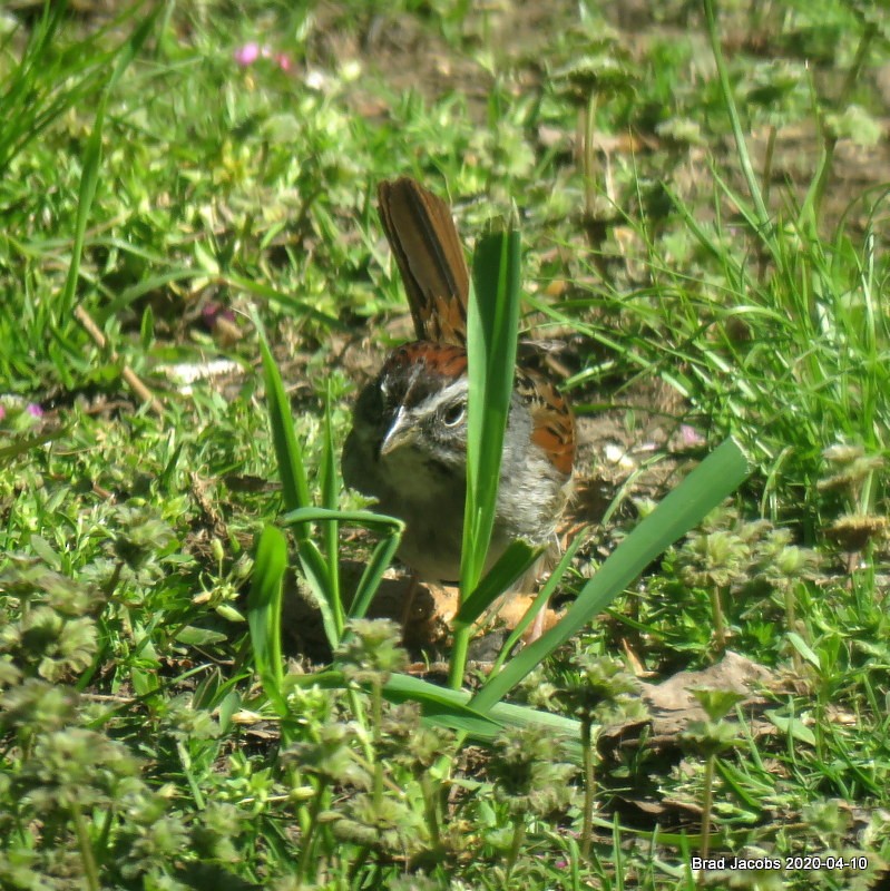 Swamp Sparrow - ML222908441