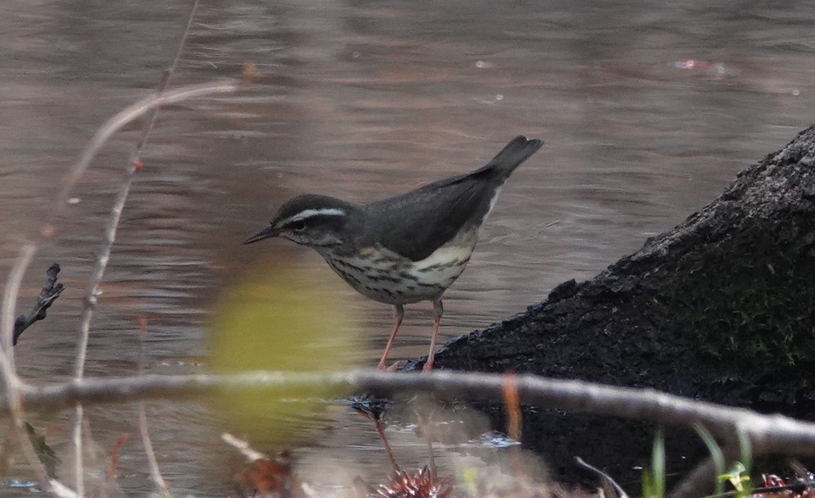 Louisiana Waterthrush - ML222909461