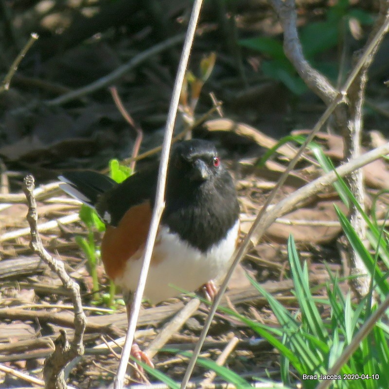 Eastern Towhee - ML222909551