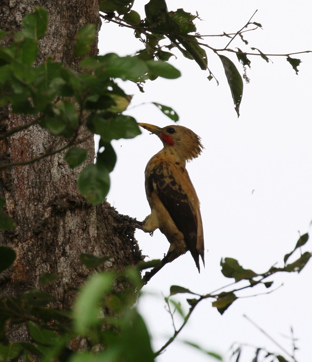 Cream-colored Woodpecker - ML222910671