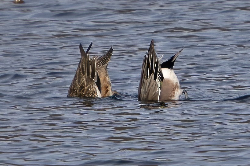 American Wigeon - ML222911421