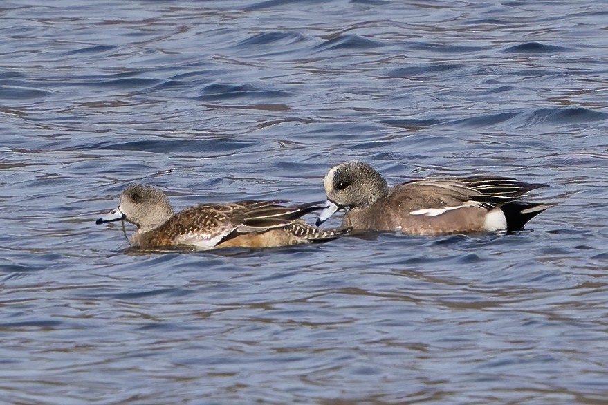 American Wigeon - ML222911431