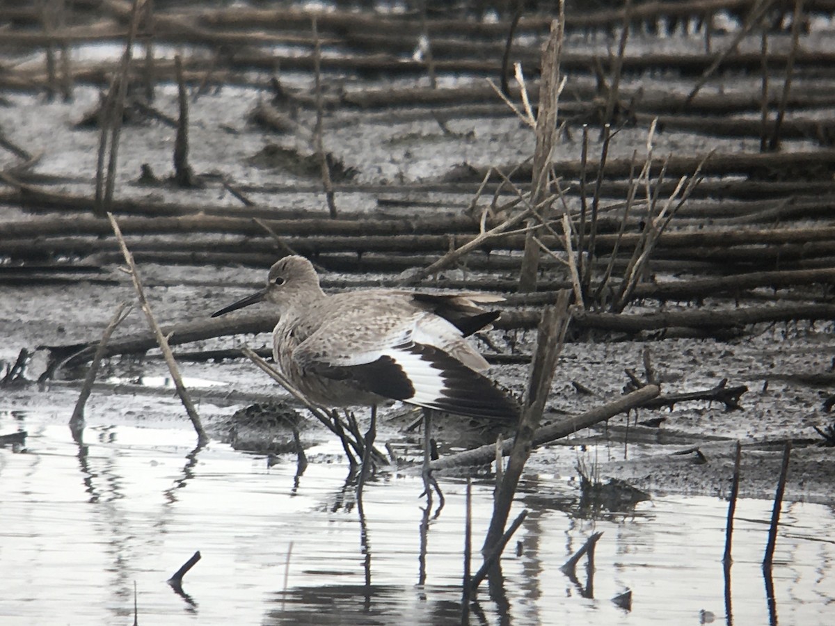 Willet - ML222912401