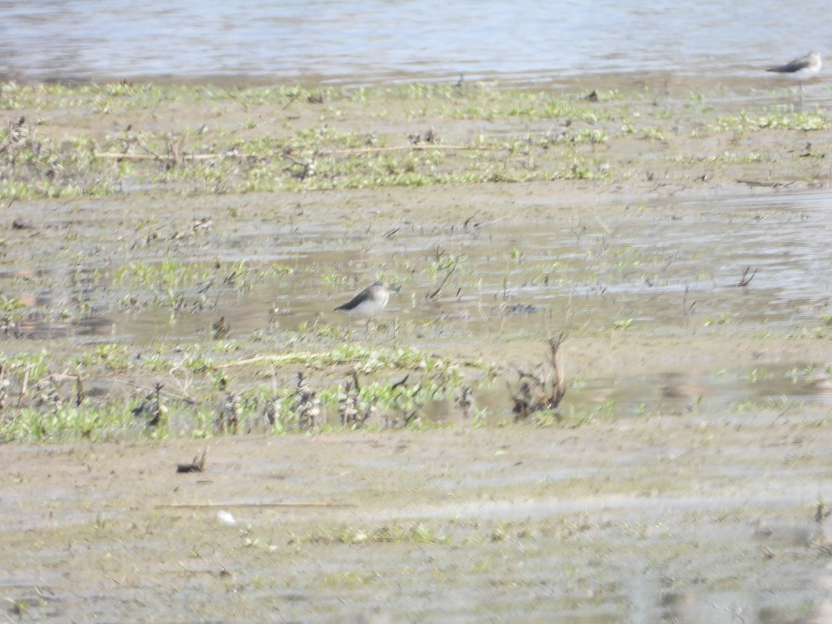 Green Sandpiper - Jan Roedolf