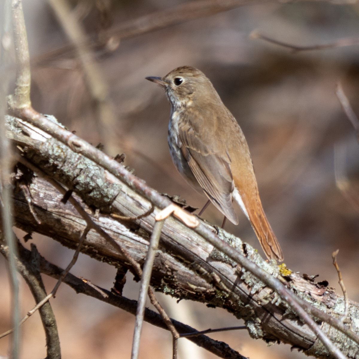 Hermit Thrush - ML222913171