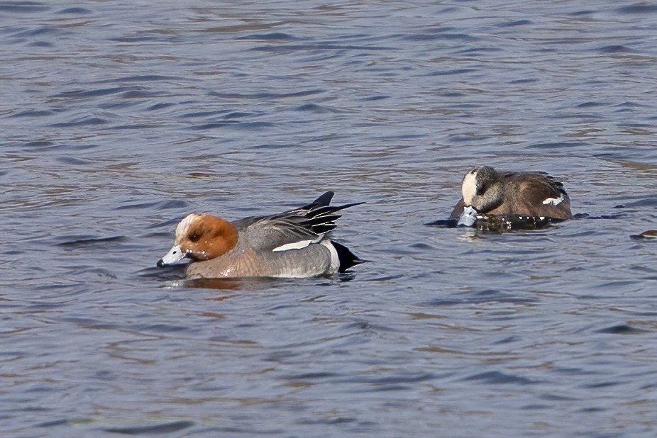 American Wigeon - ML222913361