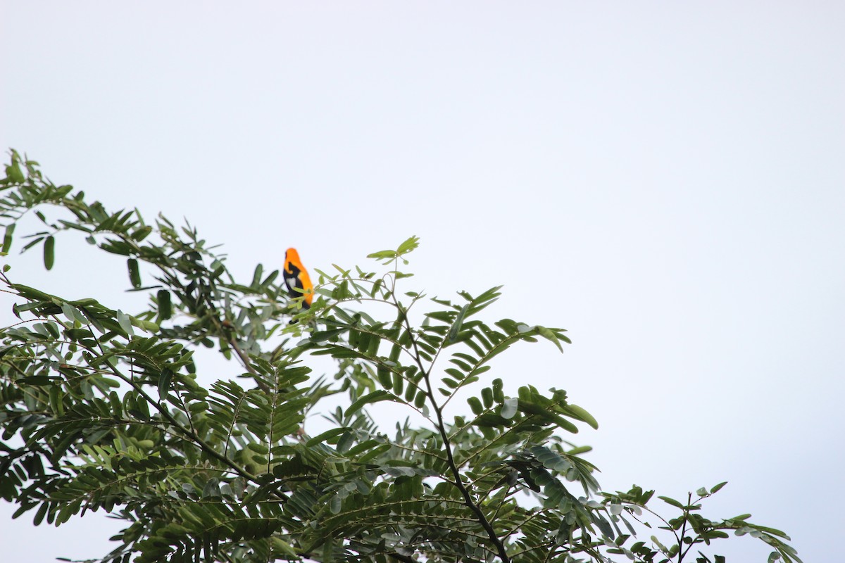 Orange-backed Troupial - ML22291421