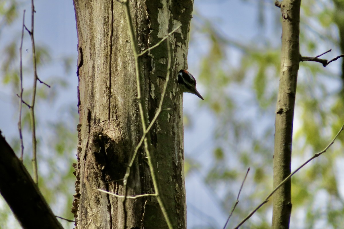 Hairy Woodpecker - ML222914551