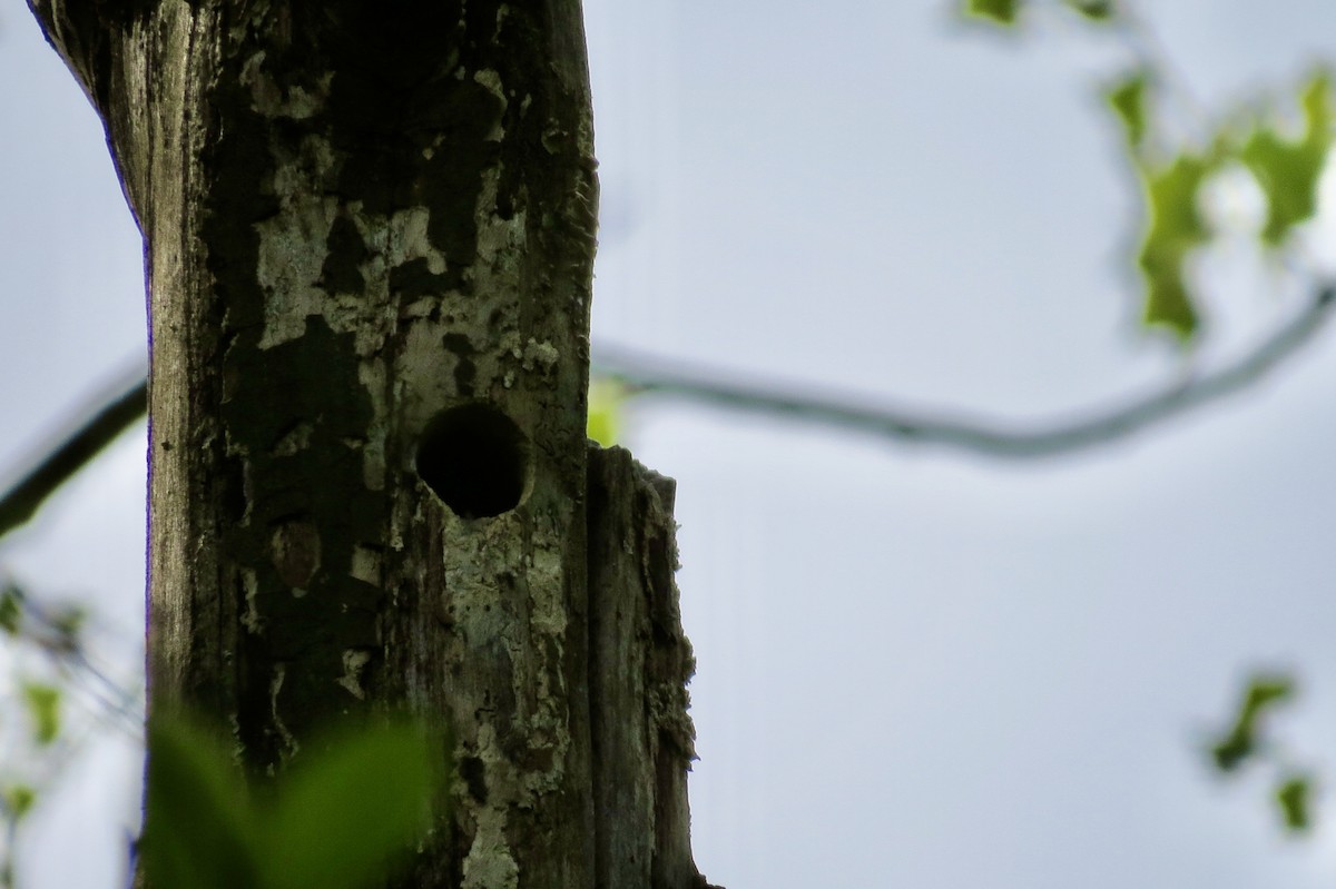 Hairy Woodpecker - ML222914591