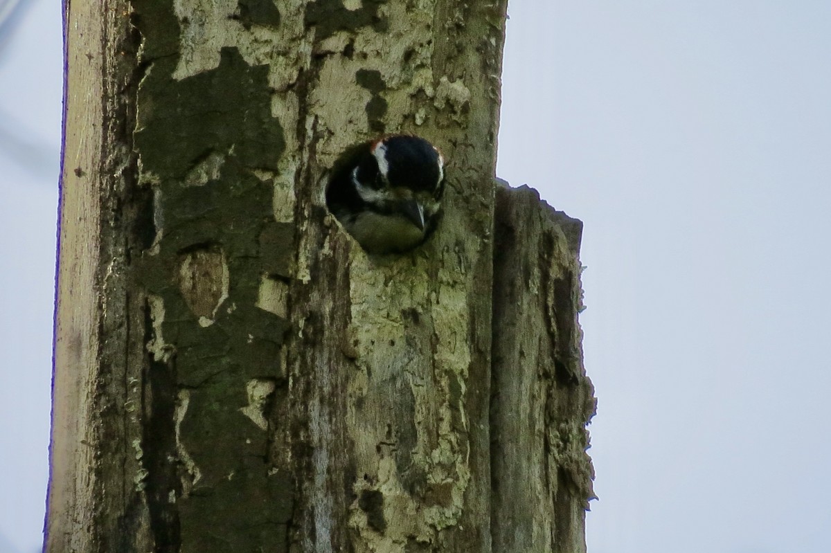 Hairy Woodpecker - ML222914671