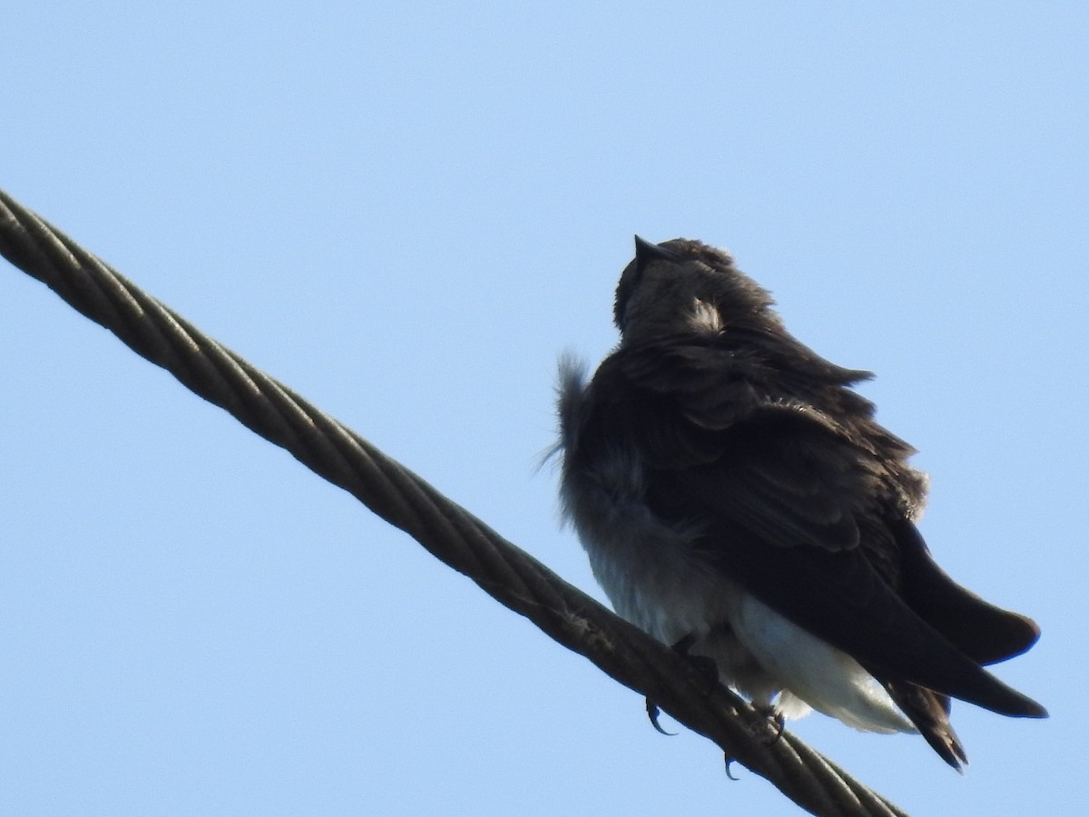 Northern Rough-winged Swallow - ML222914981