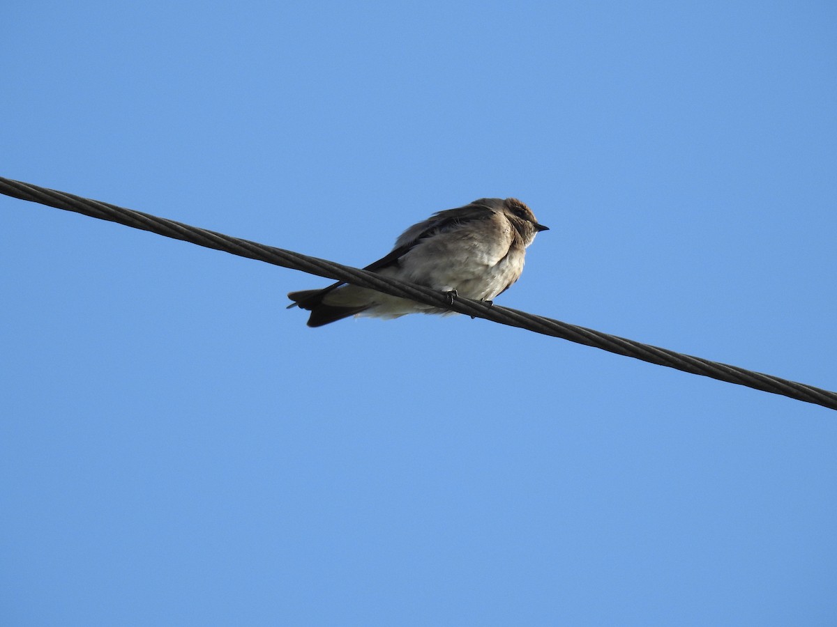 Northern Rough-winged Swallow - ML222915001