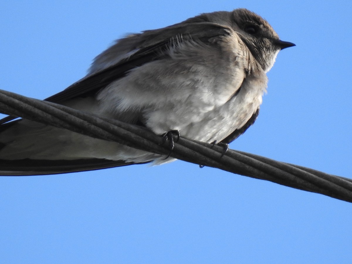 Northern Rough-winged Swallow - ML222915021