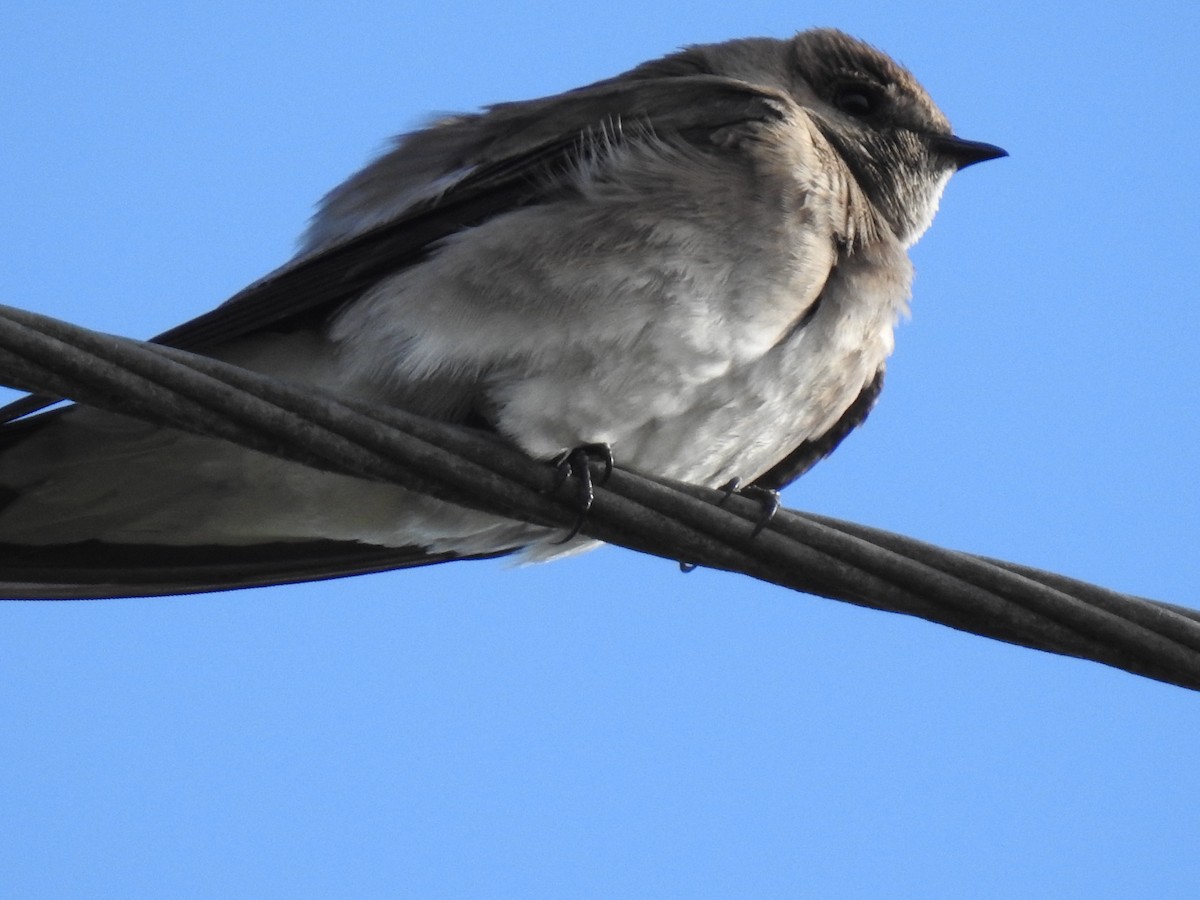 Golondrina Aserrada - ML222915021