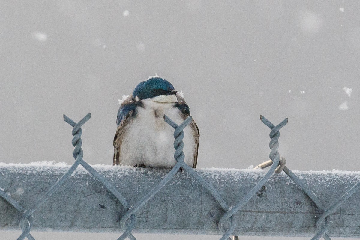 Tree Swallow - ML222915921