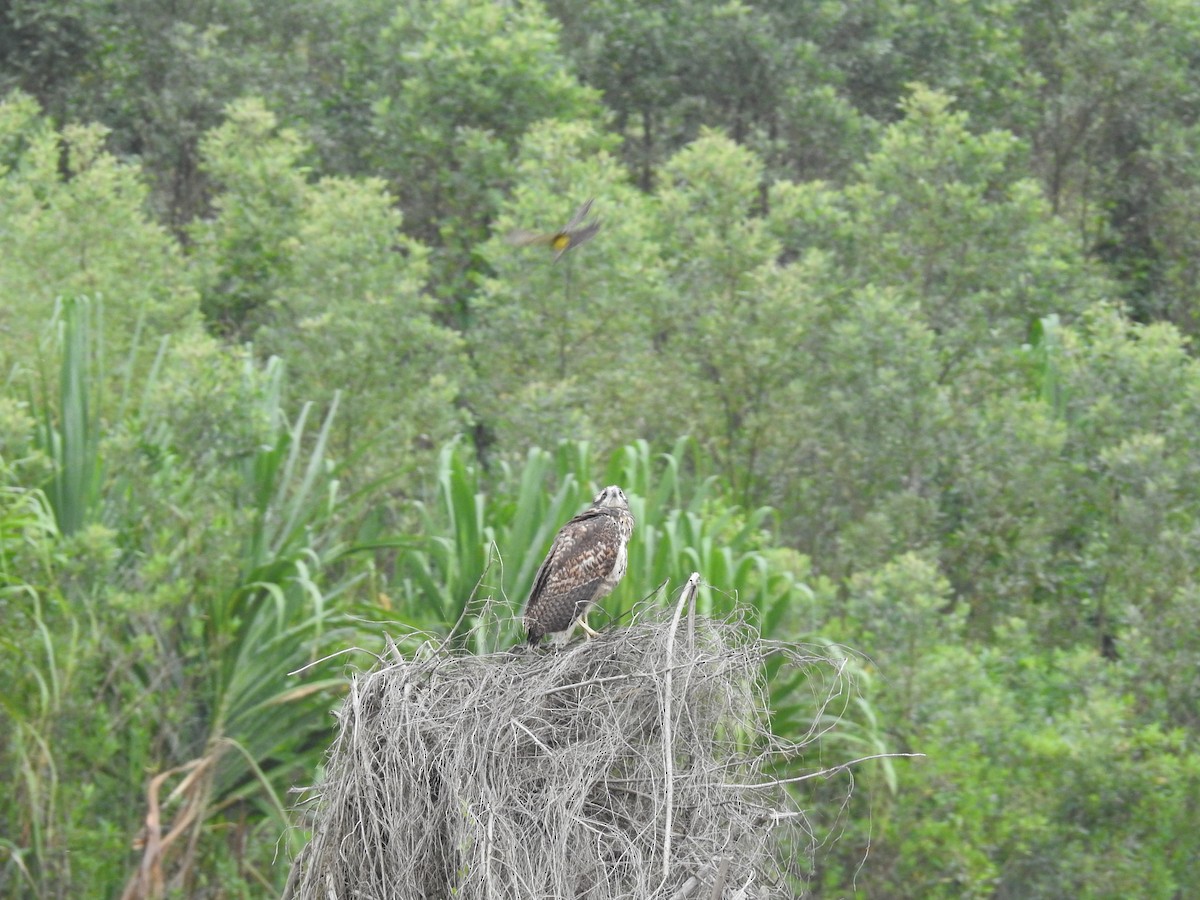 Great Black Hawk - ML222916591