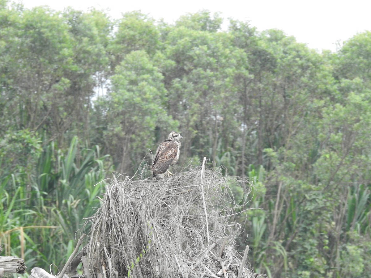 Great Black Hawk - ML222916621