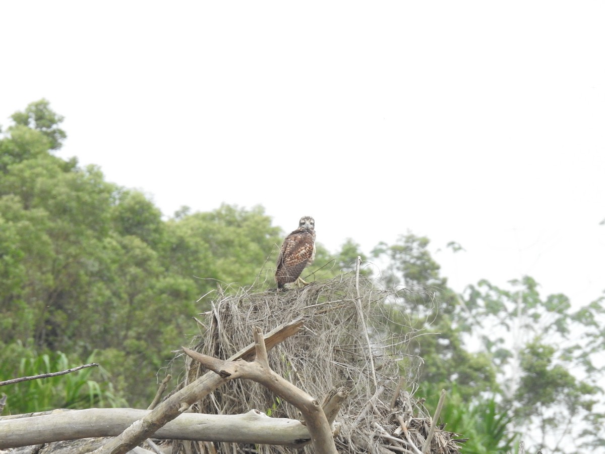 Great Black Hawk - ML222916641