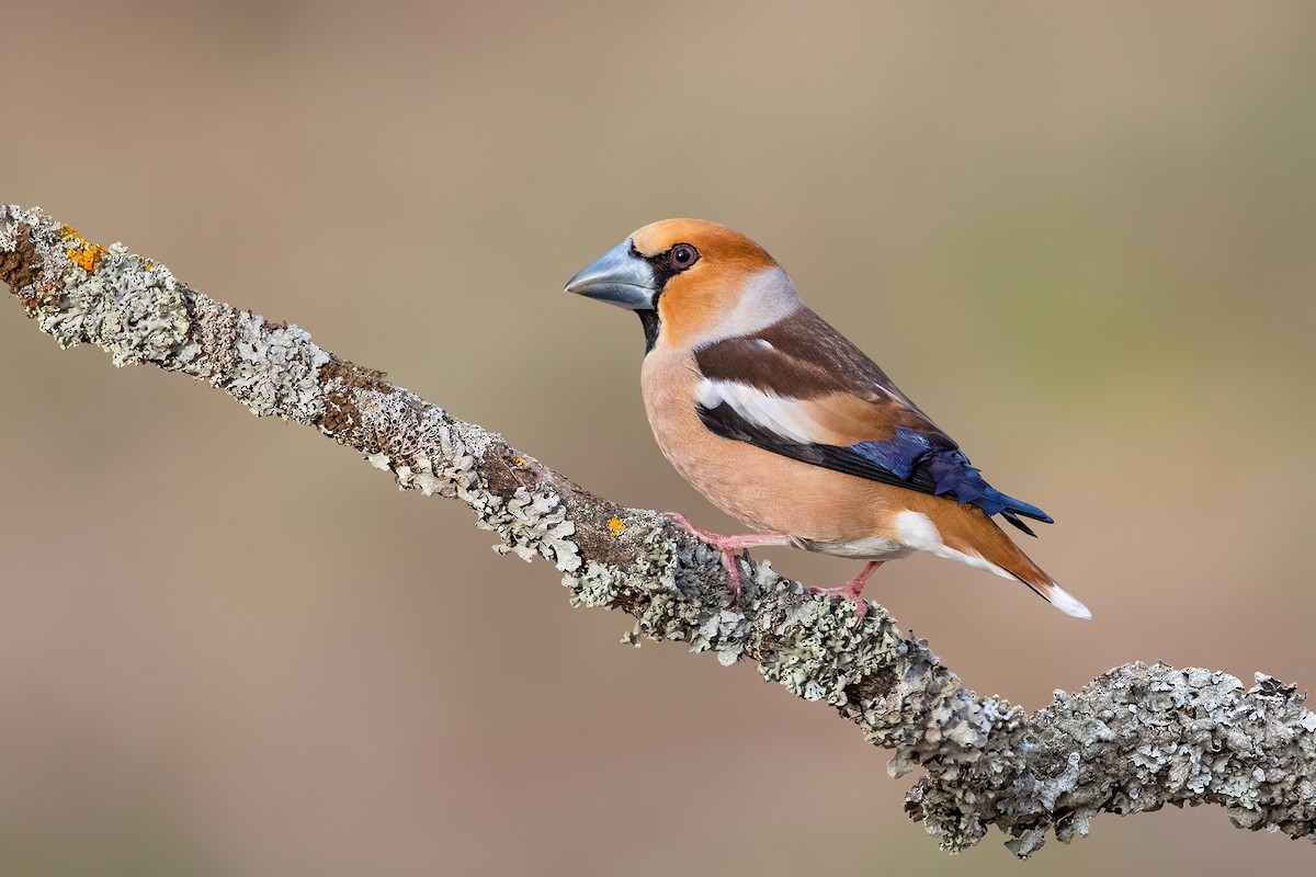 Hawfinch - Ivan Sjögren