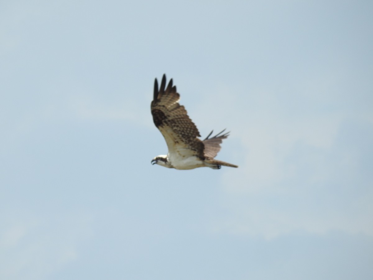 Osprey - ML222917441