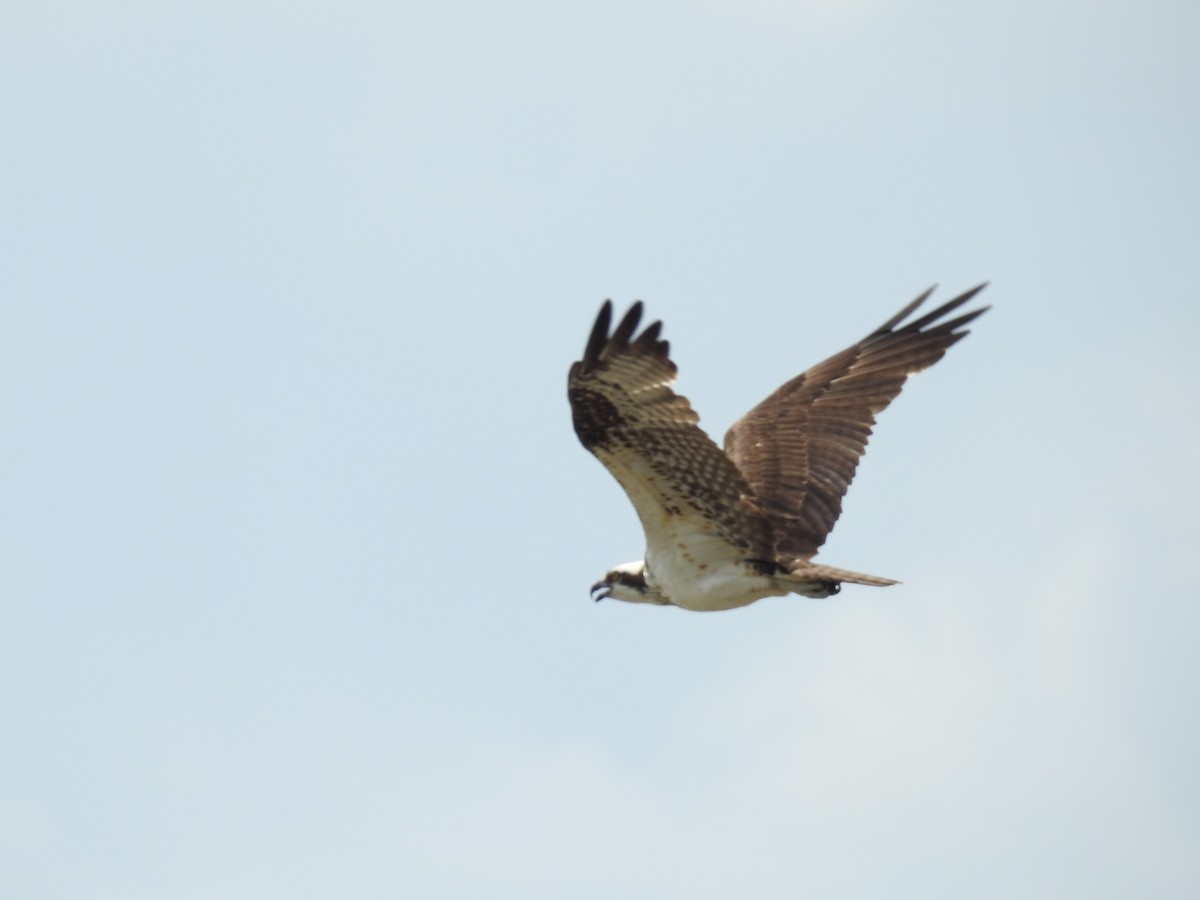 Águila Pescadora - ML222917451