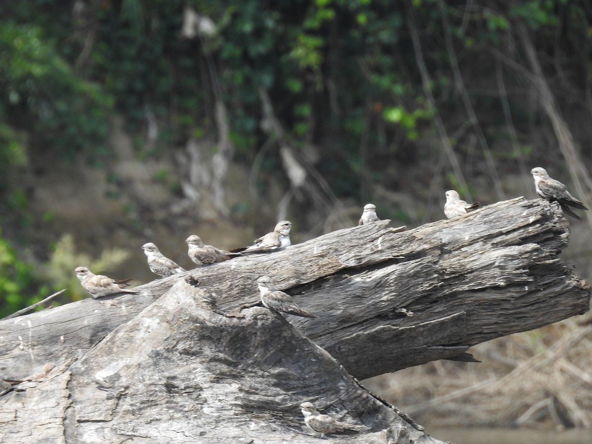 Sand-colored Nighthawk - ML222917561