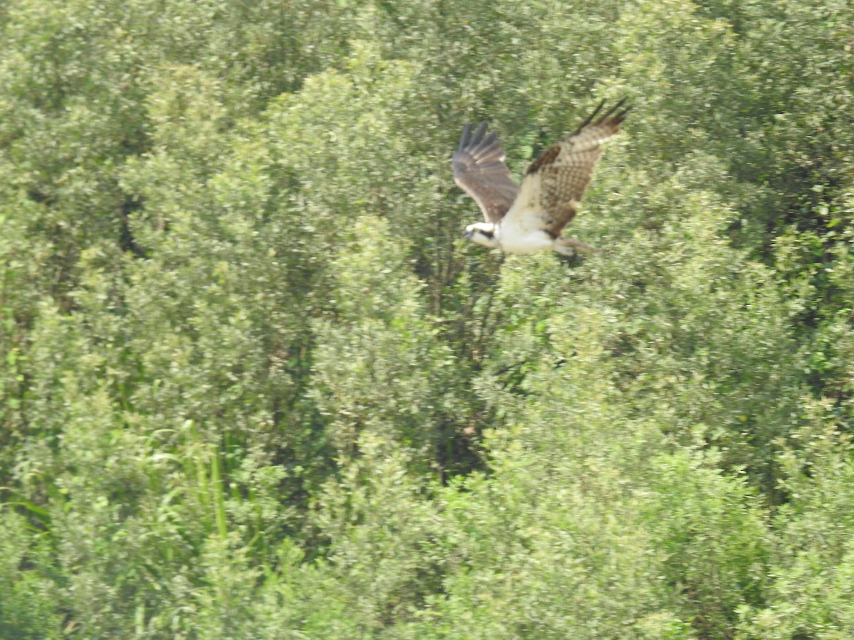 Osprey - ML222917651