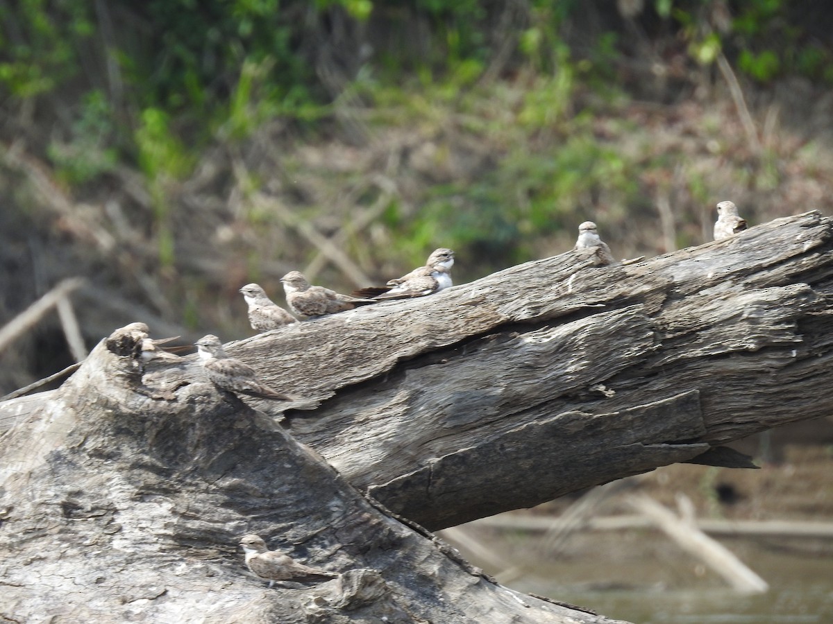 Sand-colored Nighthawk - ML222917881