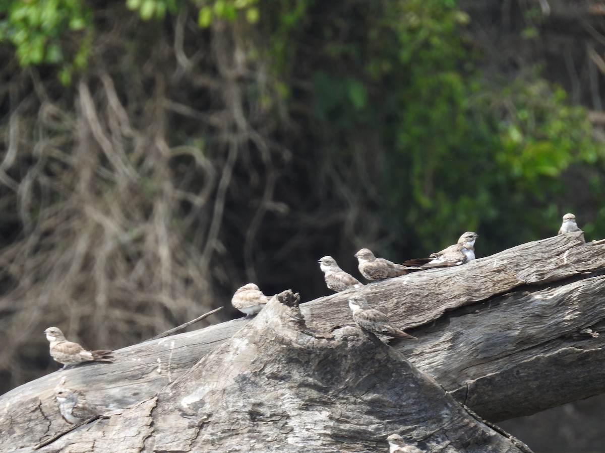 Sand-colored Nighthawk - ML222917911