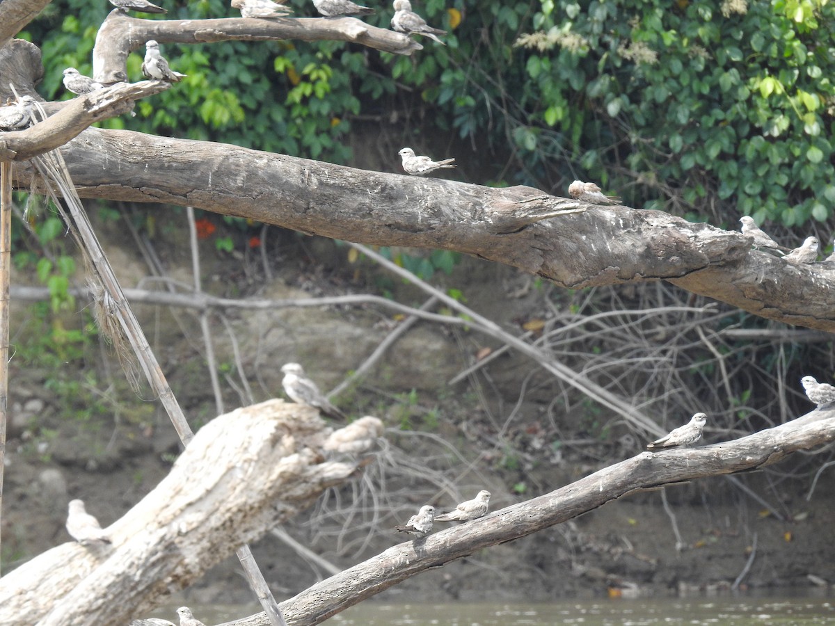 Sand-colored Nighthawk - ML222918001