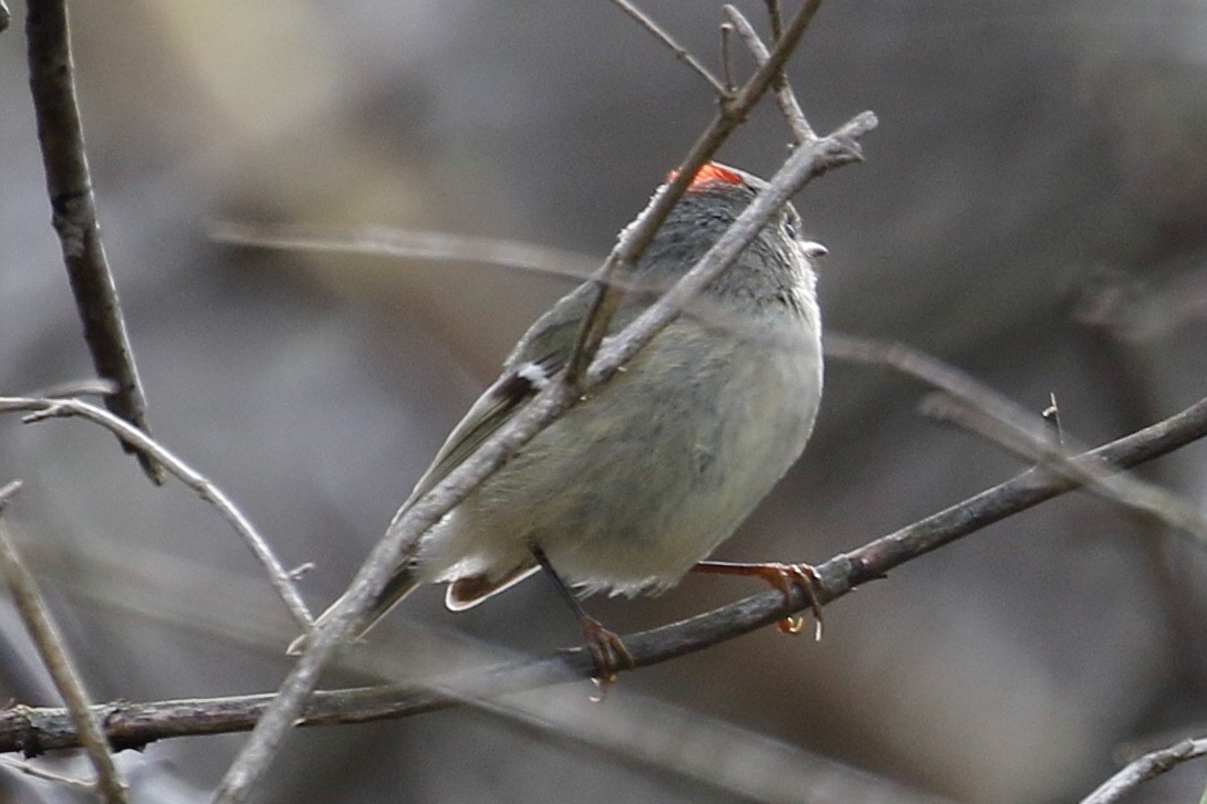 Ruby-crowned Kinglet - Jeffrey Boland