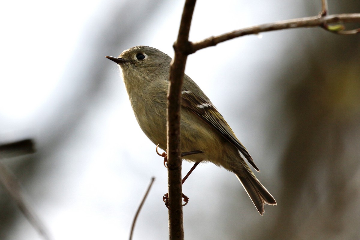 Ruby-crowned Kinglet - ML222919771