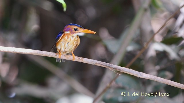 African Pygmy Kingfisher - ML222921031