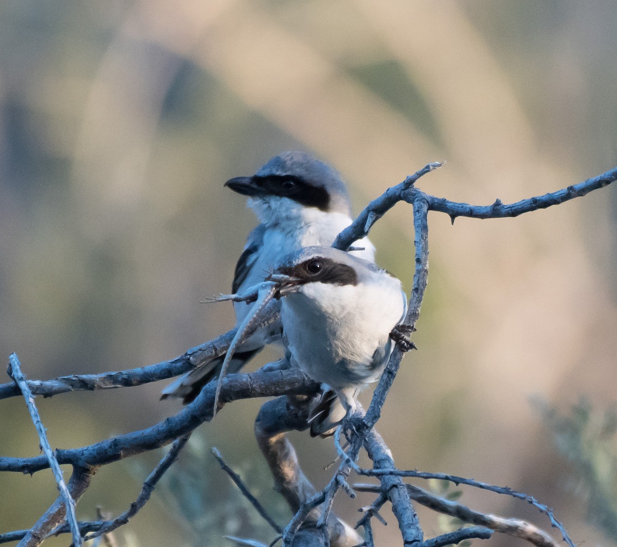 Pie-grièche migratrice - ML222921211