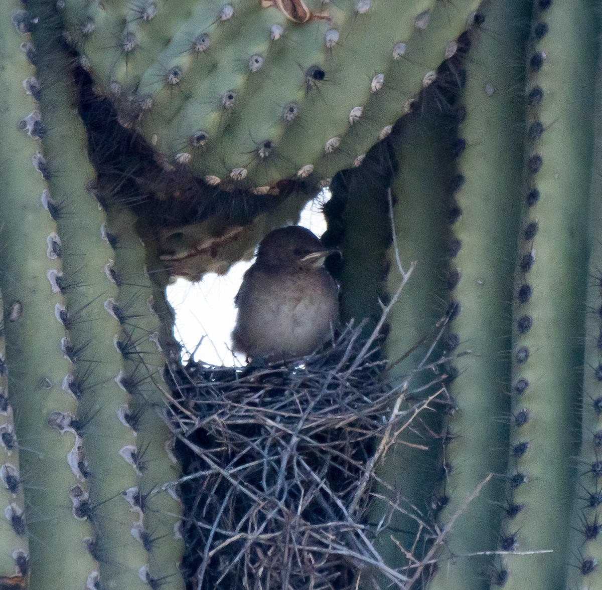 Curve-billed Thrasher (palmeri Group) - ML222921271