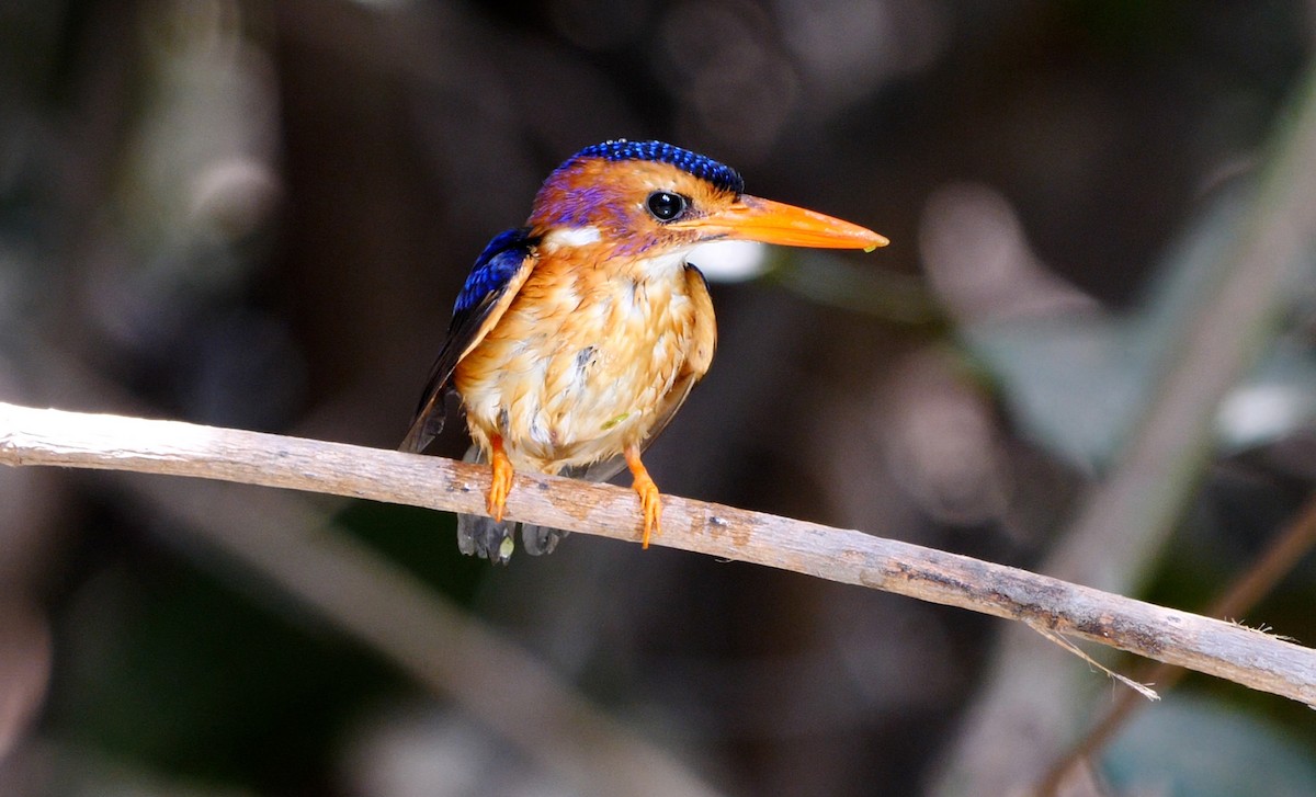 African Pygmy Kingfisher - ML222921781