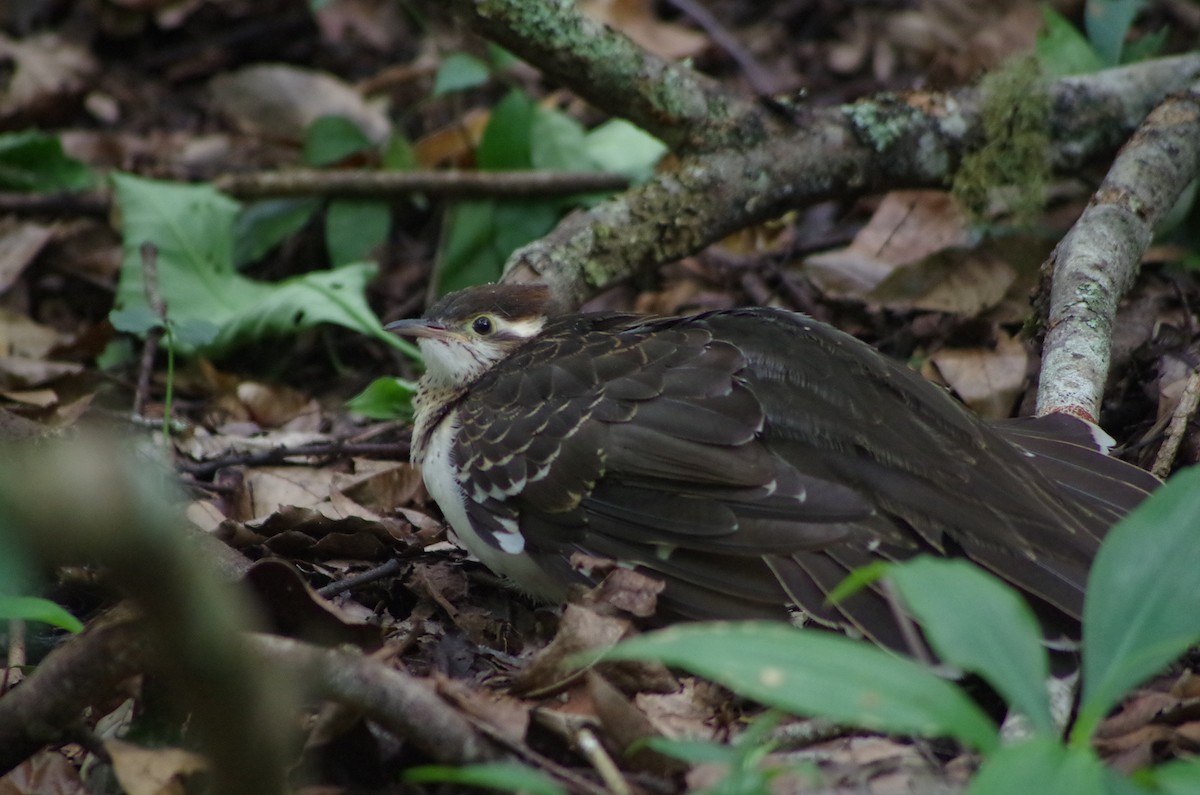 Pheasant Cuckoo - ML22292631