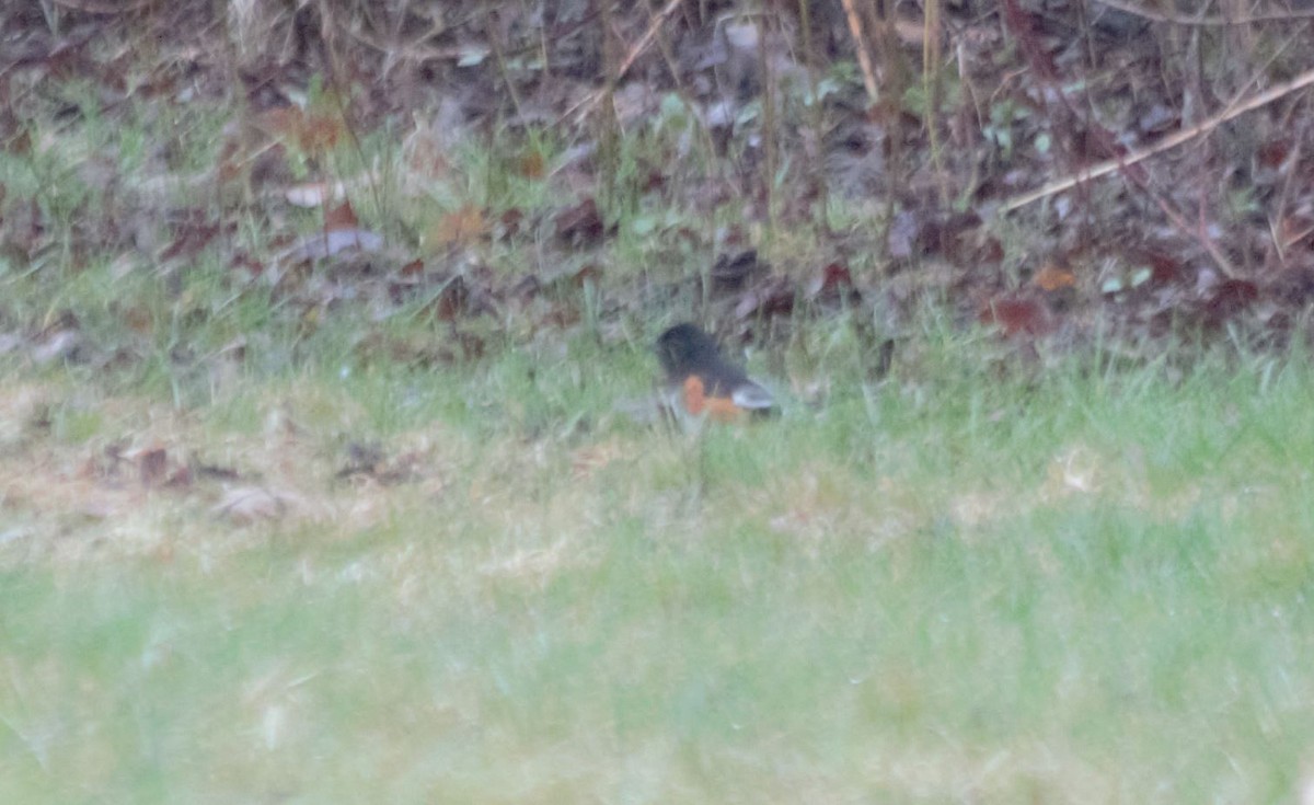 Eastern Towhee - 🦅 ꙅɒᴎoɔiʜƆ ʏɔɒɿT 🦃