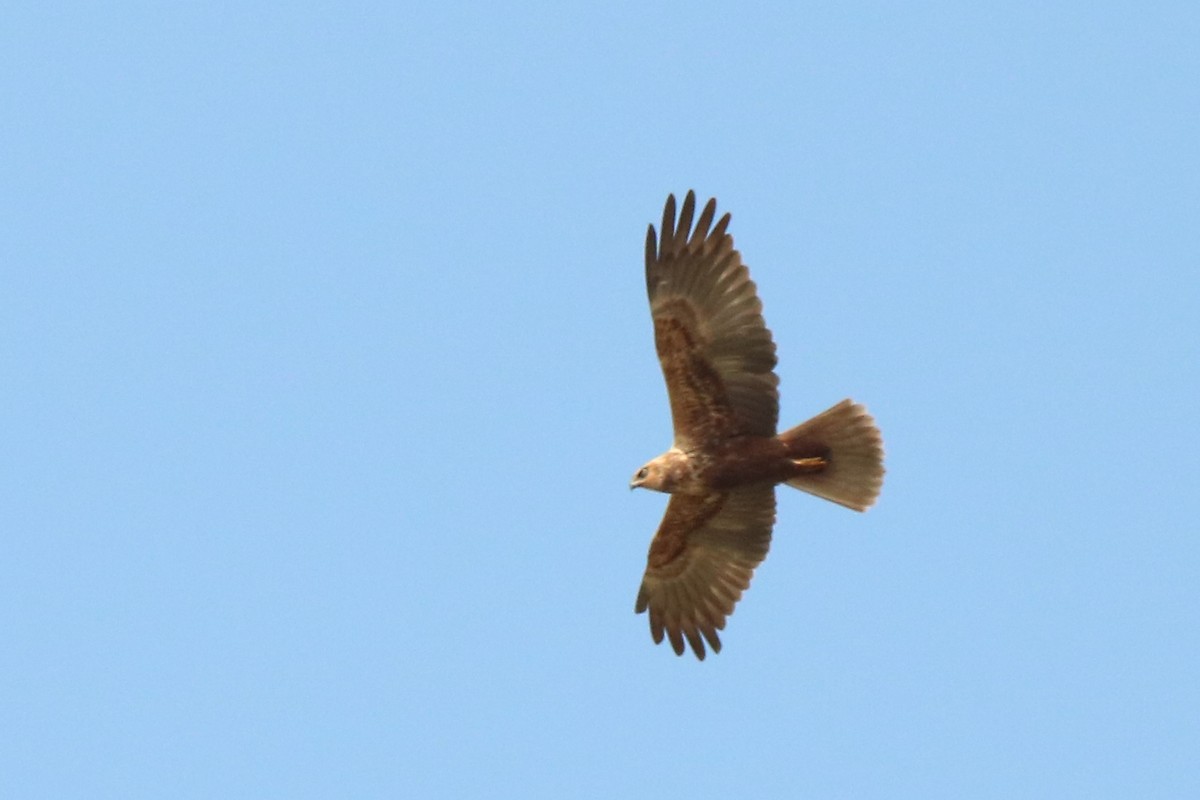 Western Marsh Harrier - Letty Roedolf Groenenboom