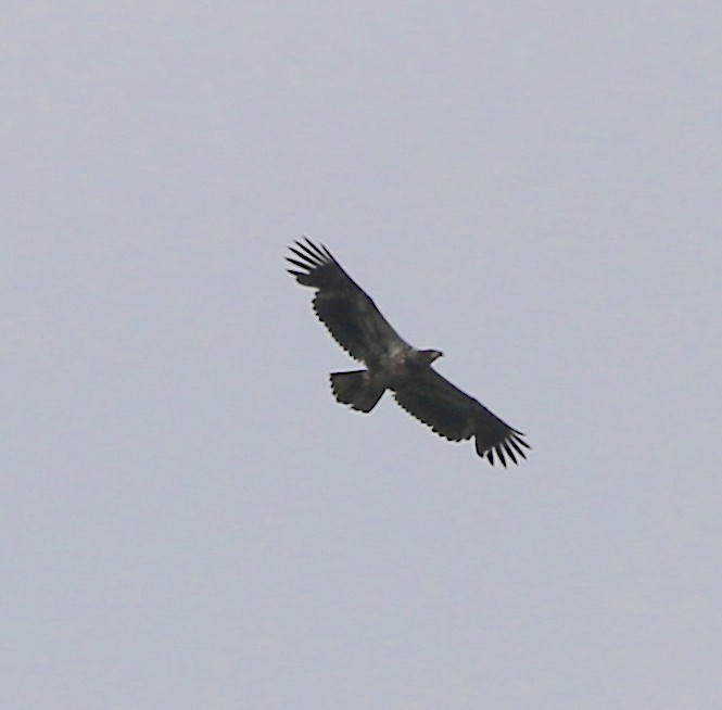 Bald Eagle - ML222930031