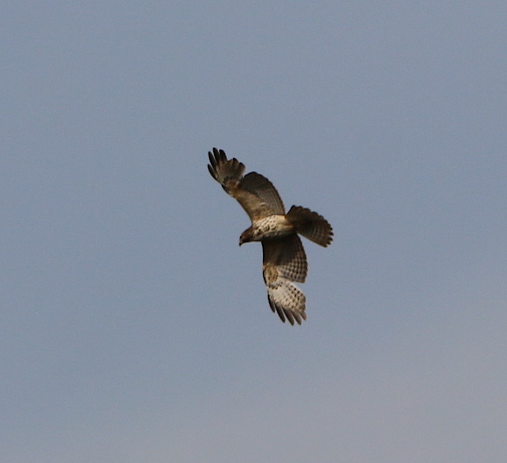 Red-shouldered Hawk - ML222930161