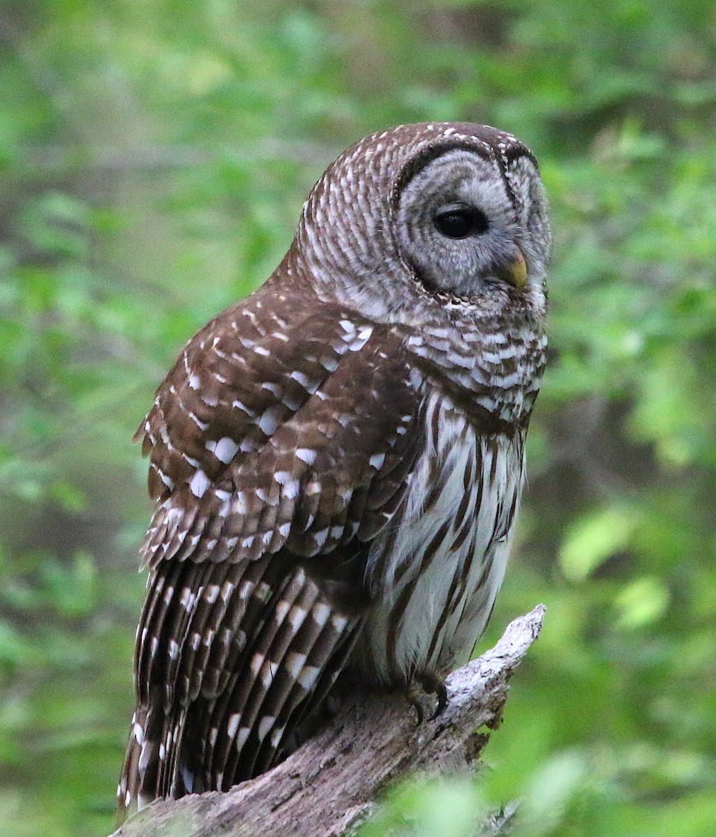 Barred Owl - ML222930271