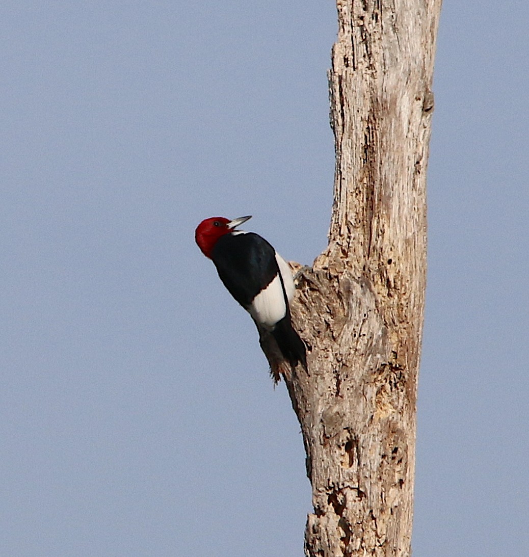 Red-headed Woodpecker - Lori White