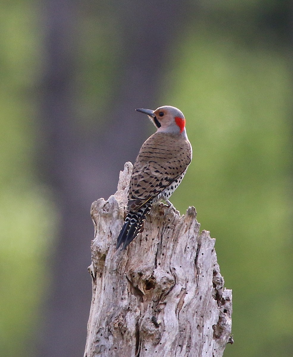 Northern Flicker - ML222930461