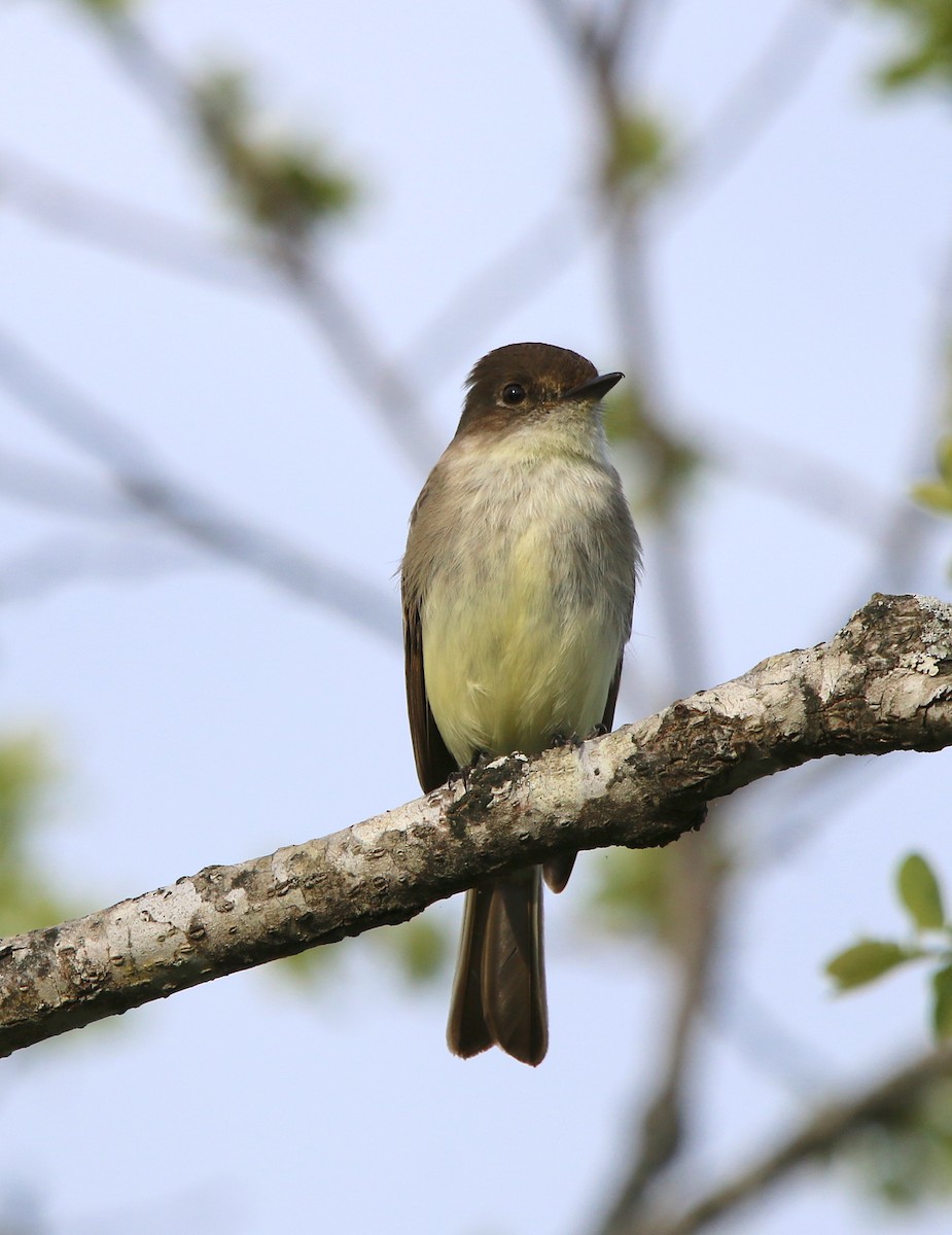 Eastern Phoebe - ML222930631