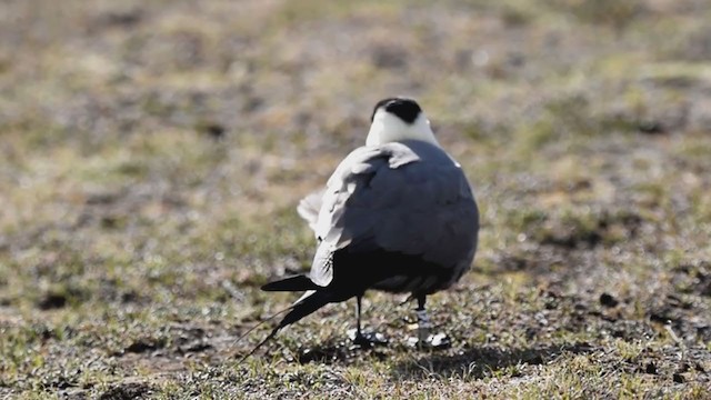 Long-tailed Jaeger - ML222930921